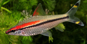 Puntius-Denisonii-44