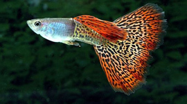 guppy1